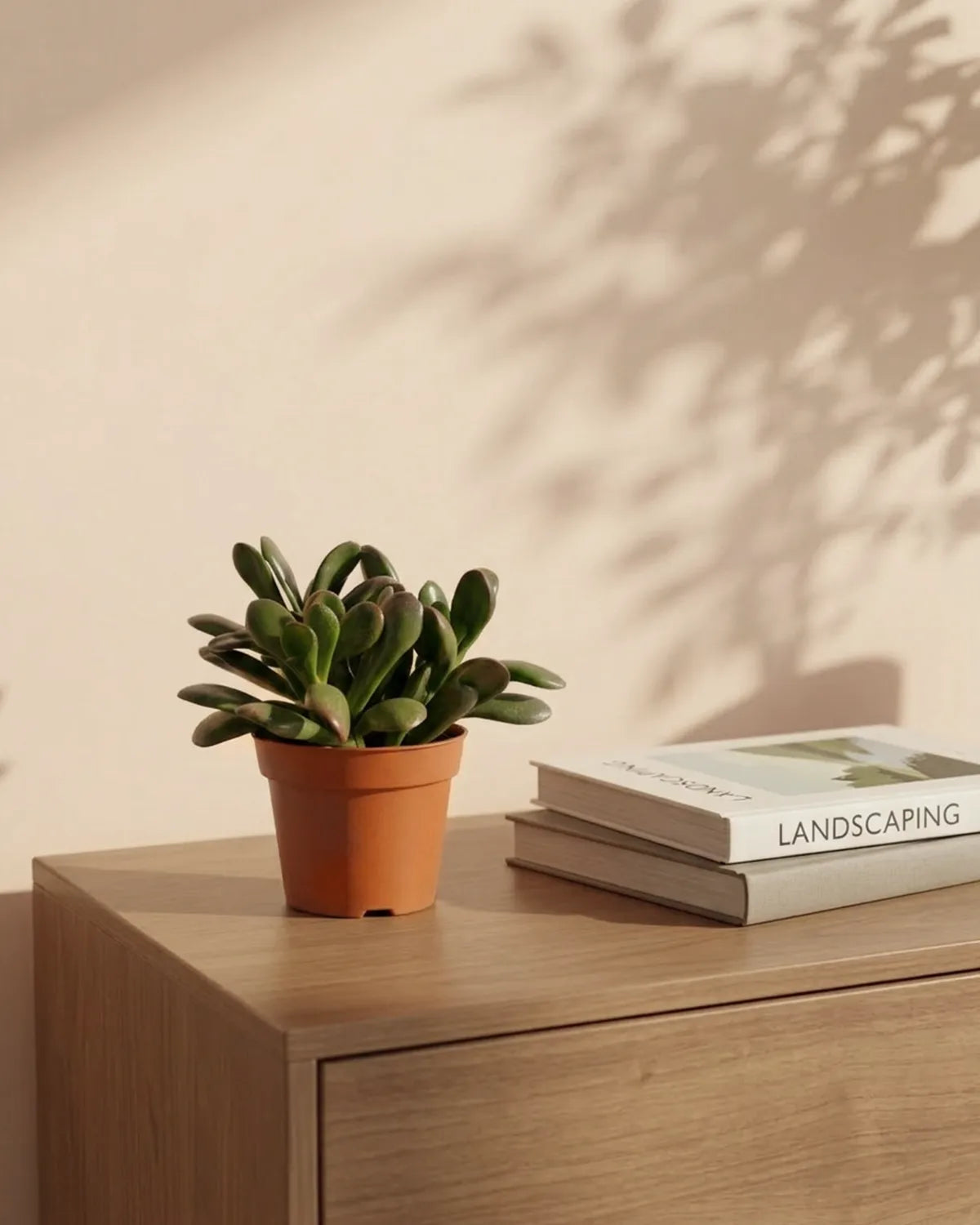 Crassula (Jade Plant) | Succulent, 10–12 cm