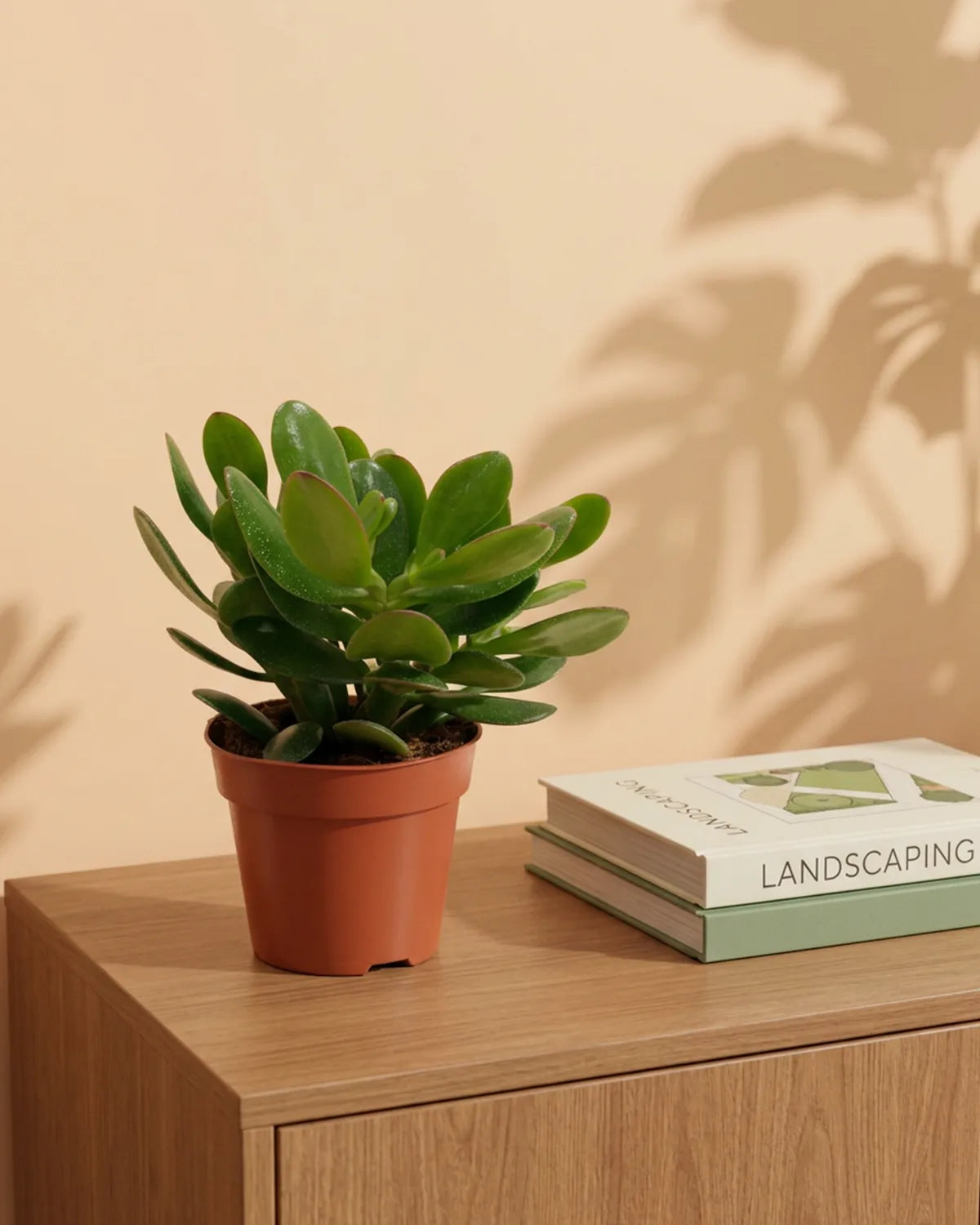 Crassula (Jade Plant) | Succulent, 10–12 cm