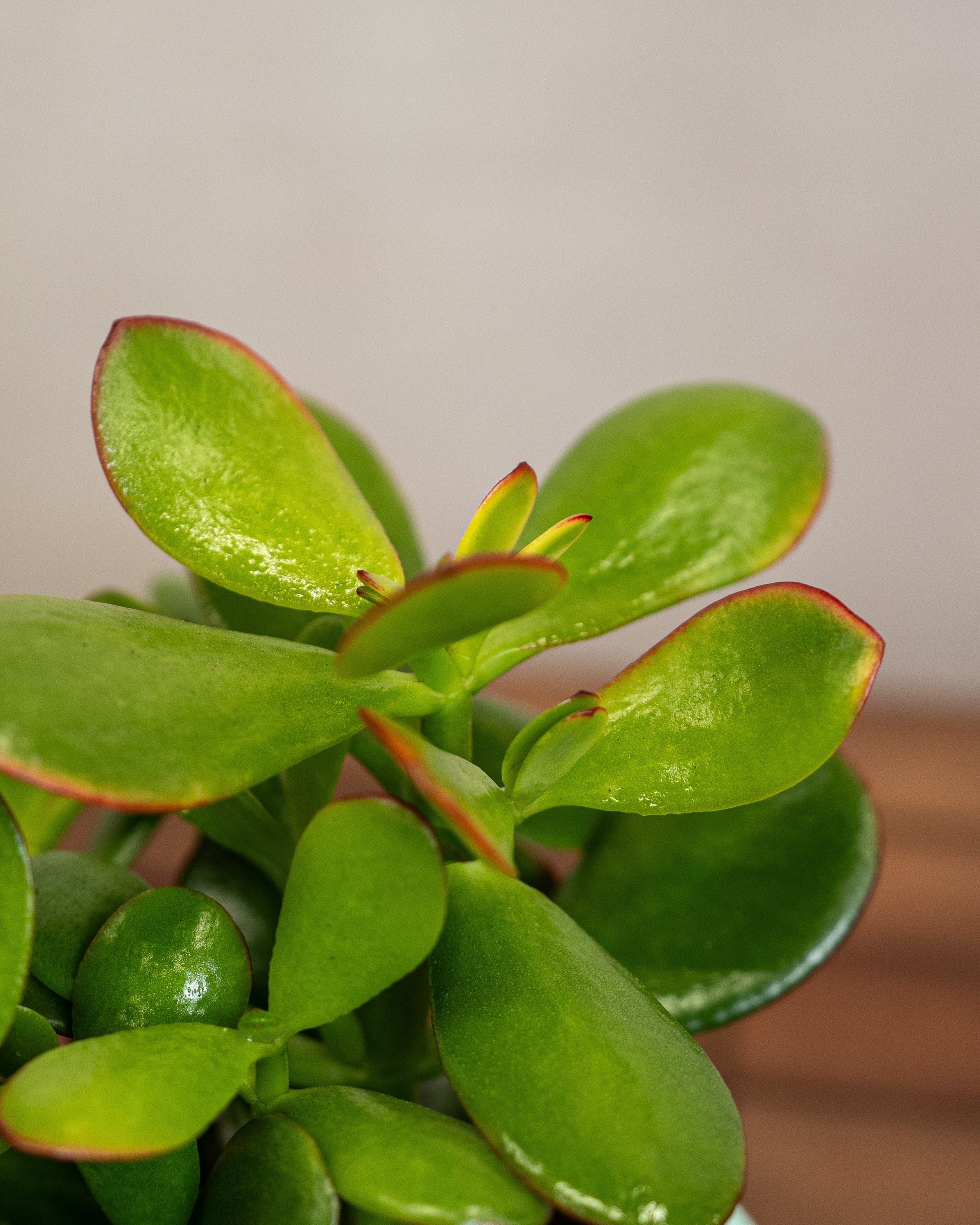 Succulent Set (Pet Friendly)