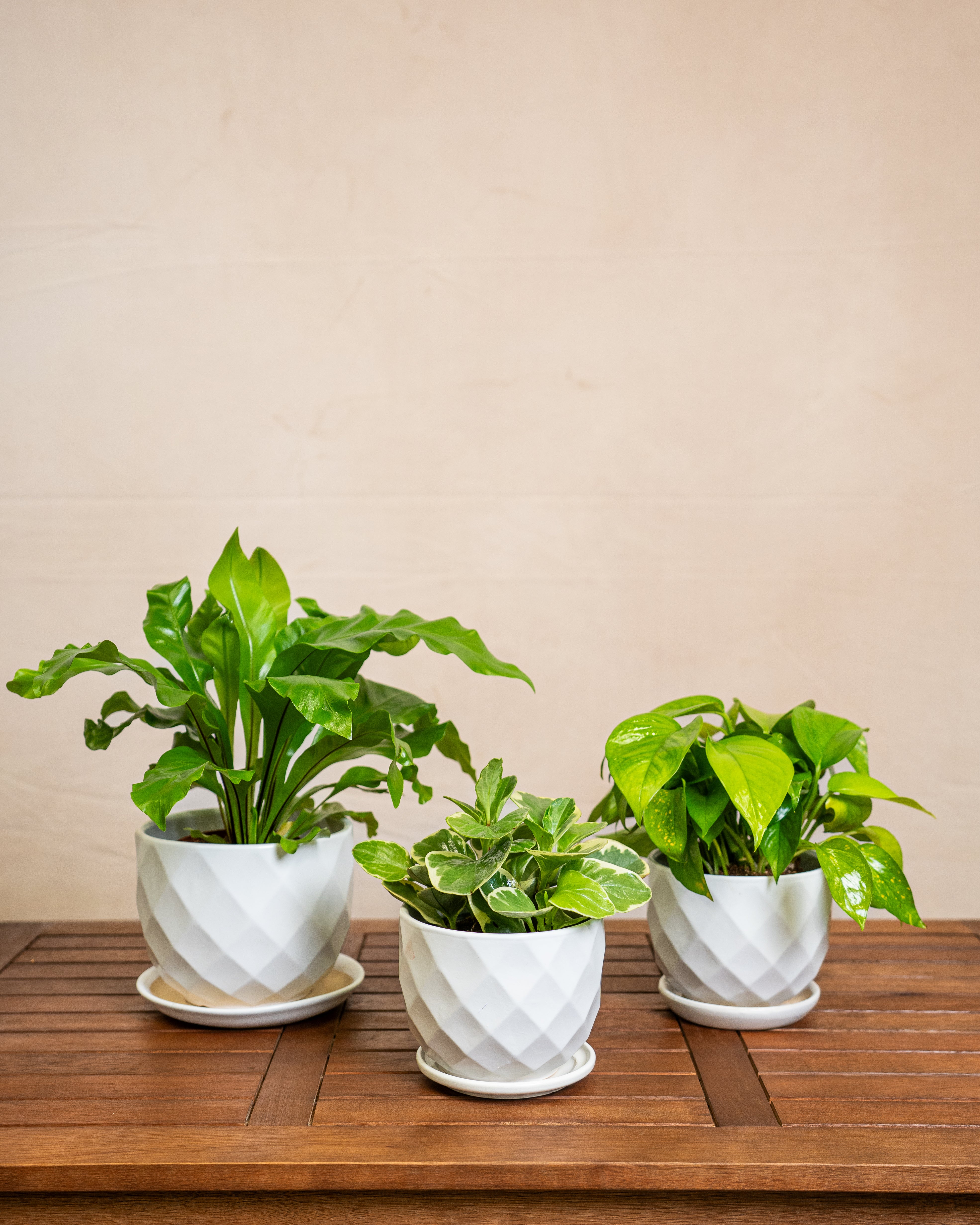 Beginner Friendly (Low Maintenance)