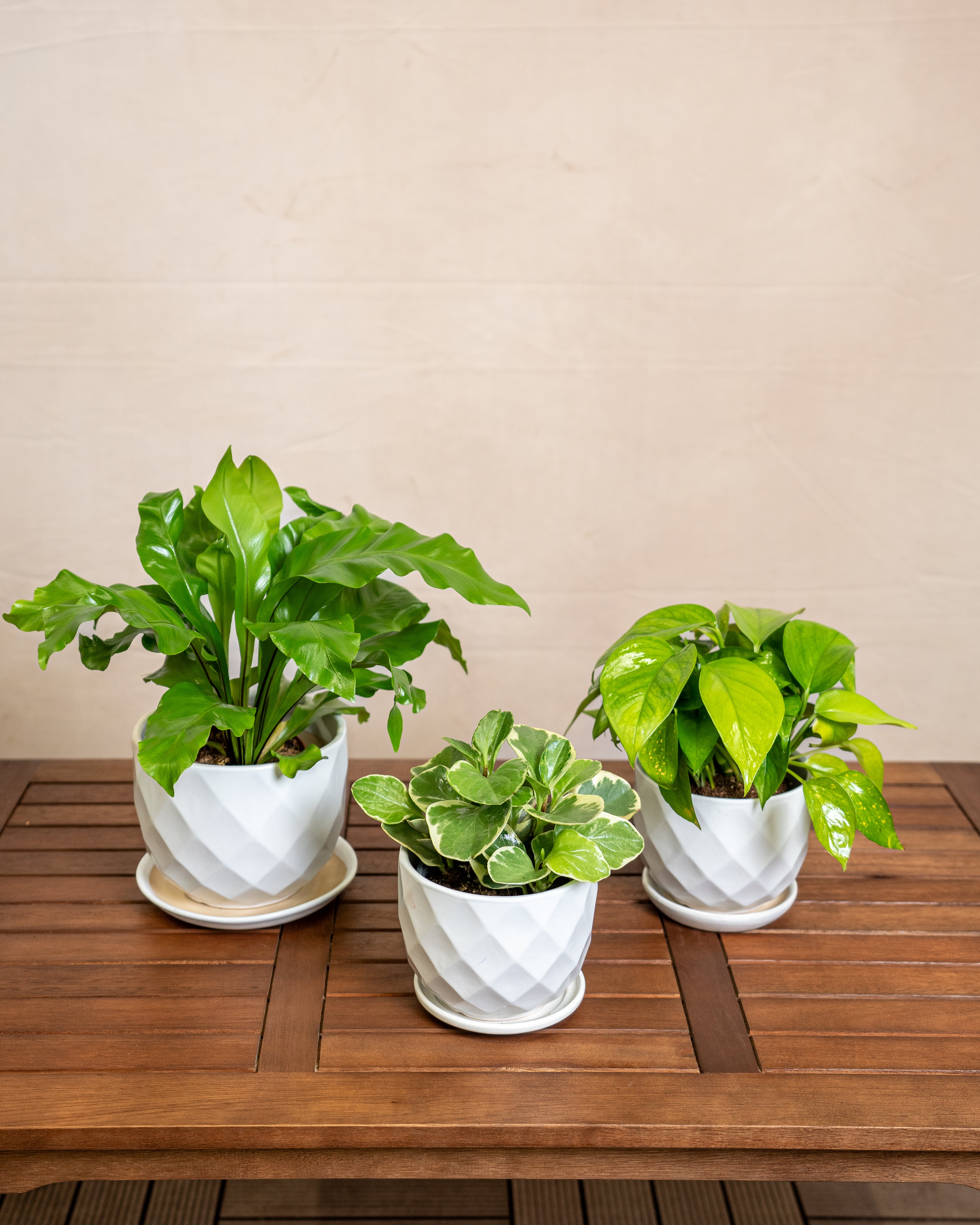 Beginner Friendly (Low Maintenance)