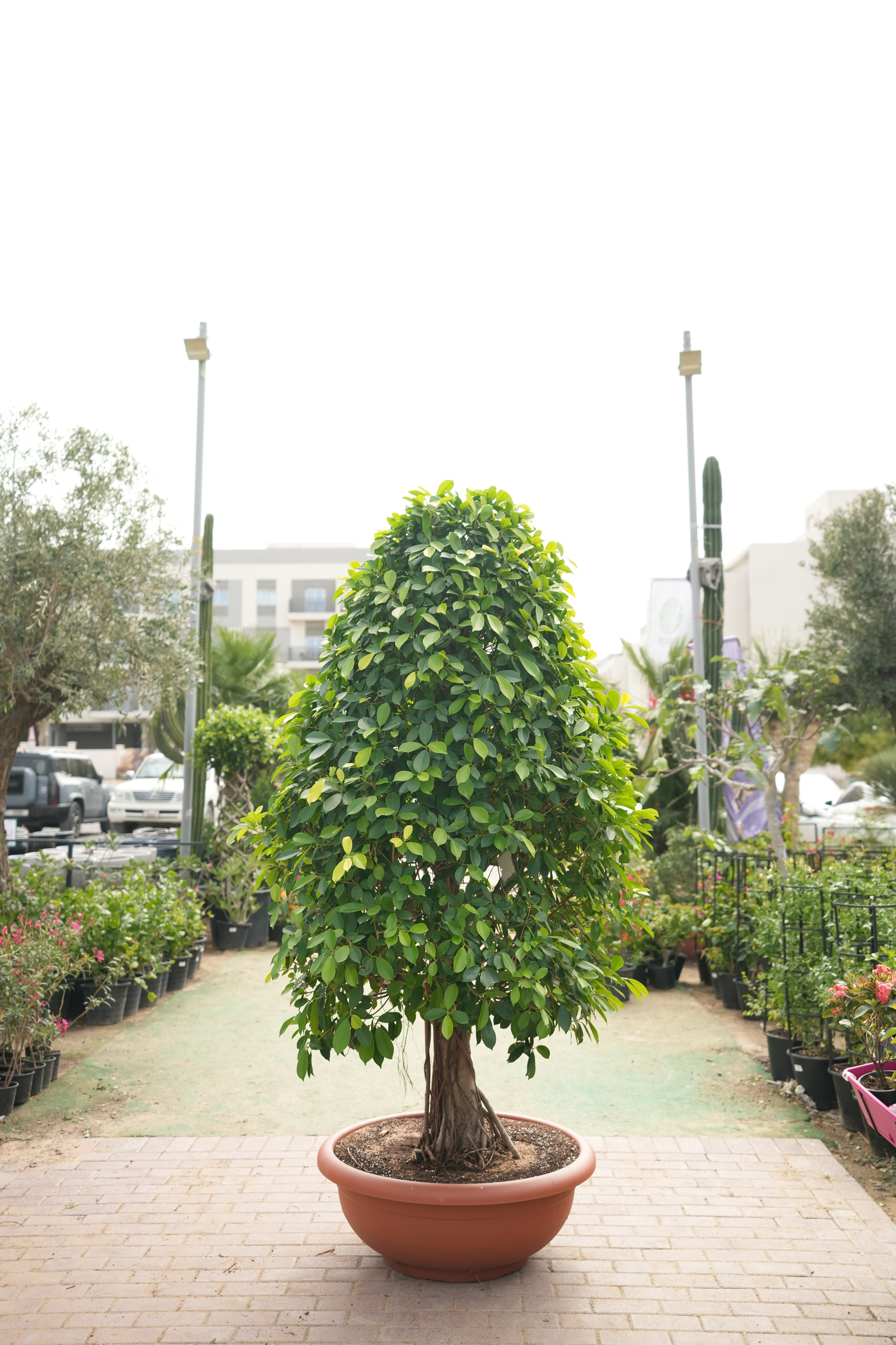 Ficus Nitida (X Mas Tree) | 1.8 - 2.0 m