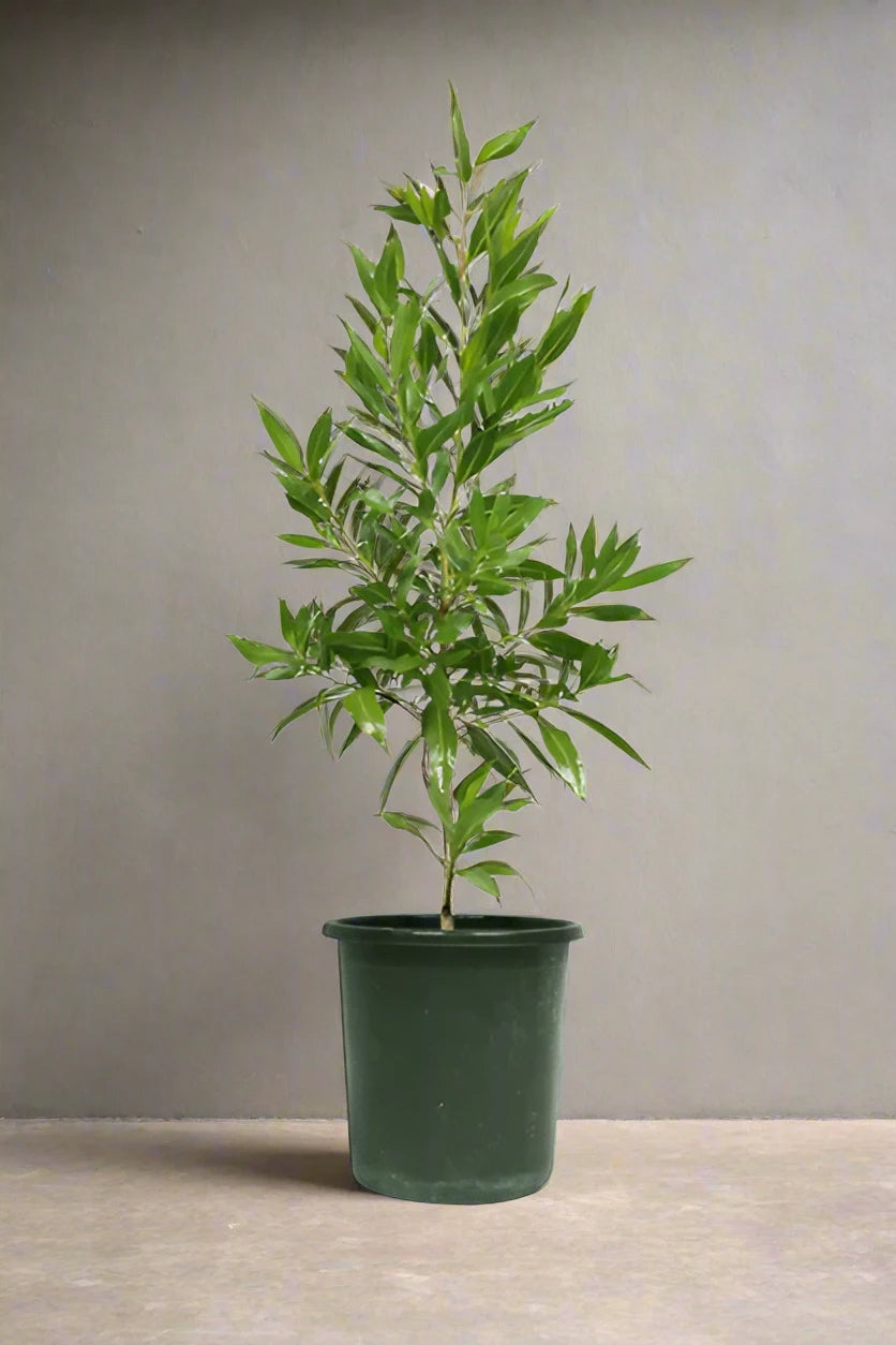 كونوكاربوس المنتصب (Saudi or Damas Tree) نوع 8 ب ، 10 رطل، 1.5-2.0 م