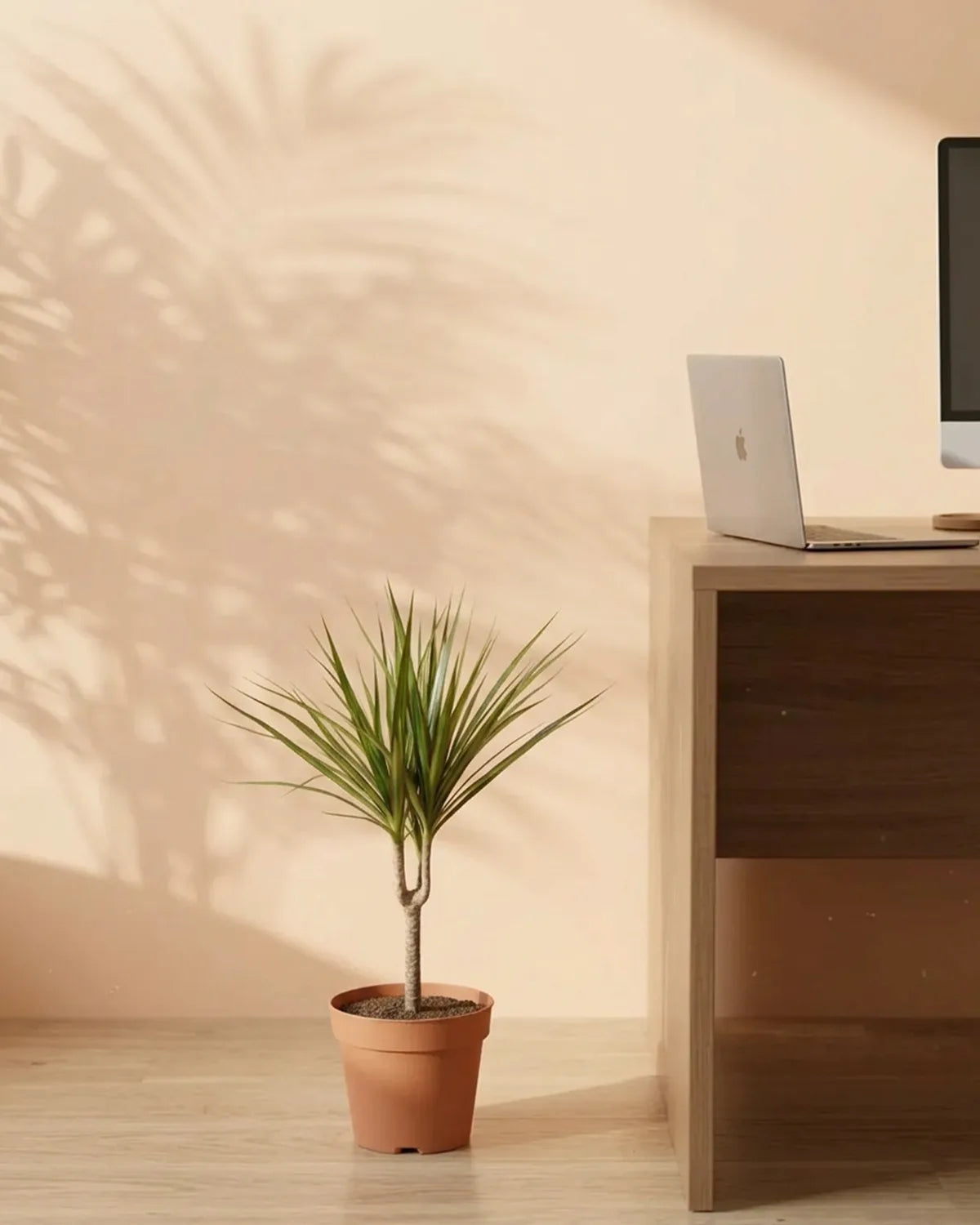 Dragon Tree (Dracaena marginata) | Indoor Plant