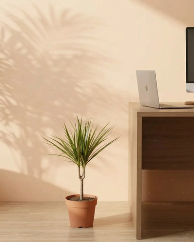 Dragon Tree (Dracaena marginata) | Indoor Plant