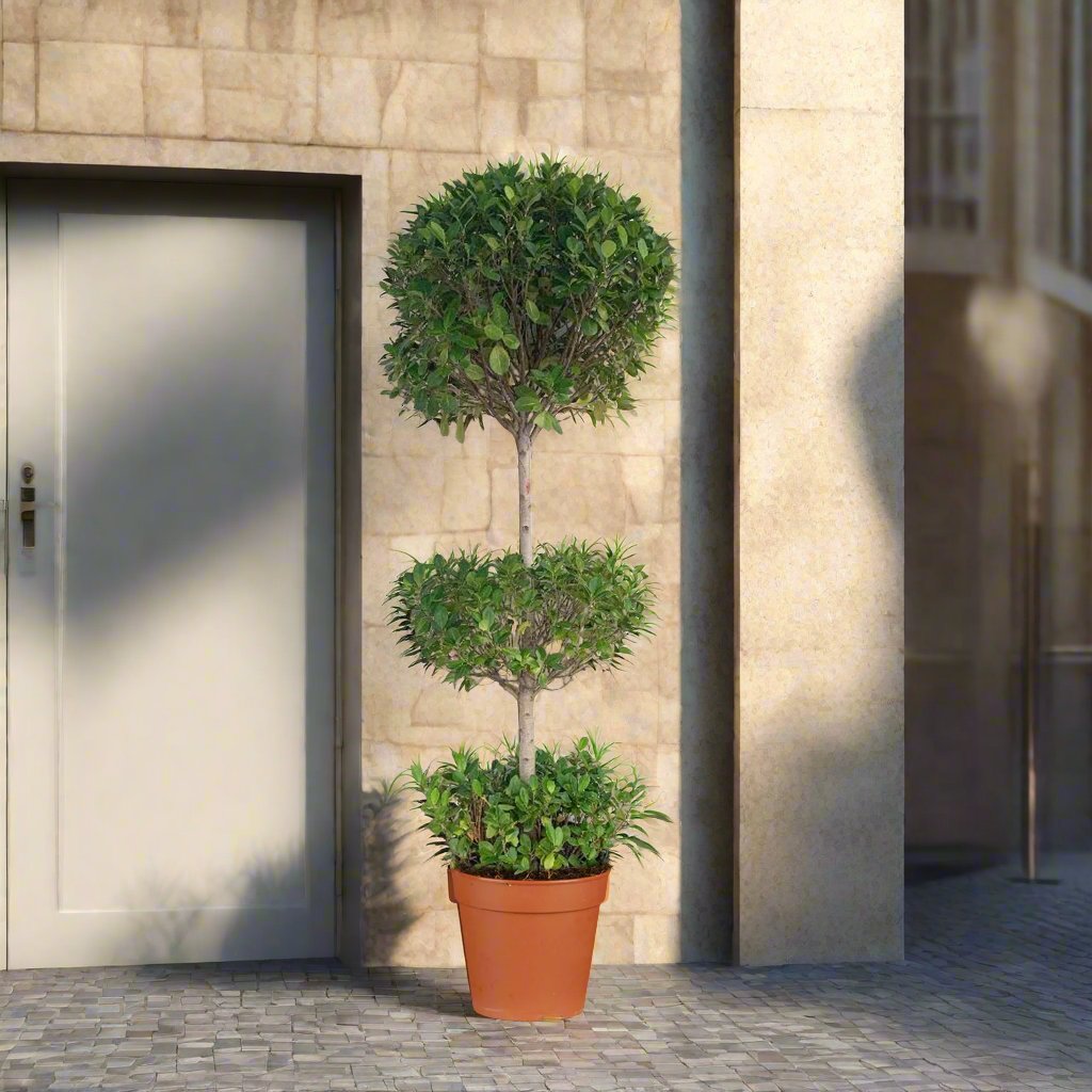 Ficus Panda Three Steps (Ficus retusa) 1.5-1.8m (OAH)