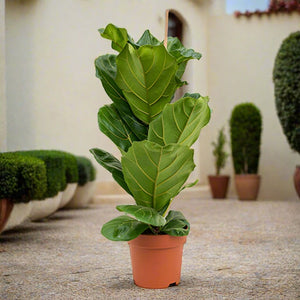 fiddle-leaf-fig