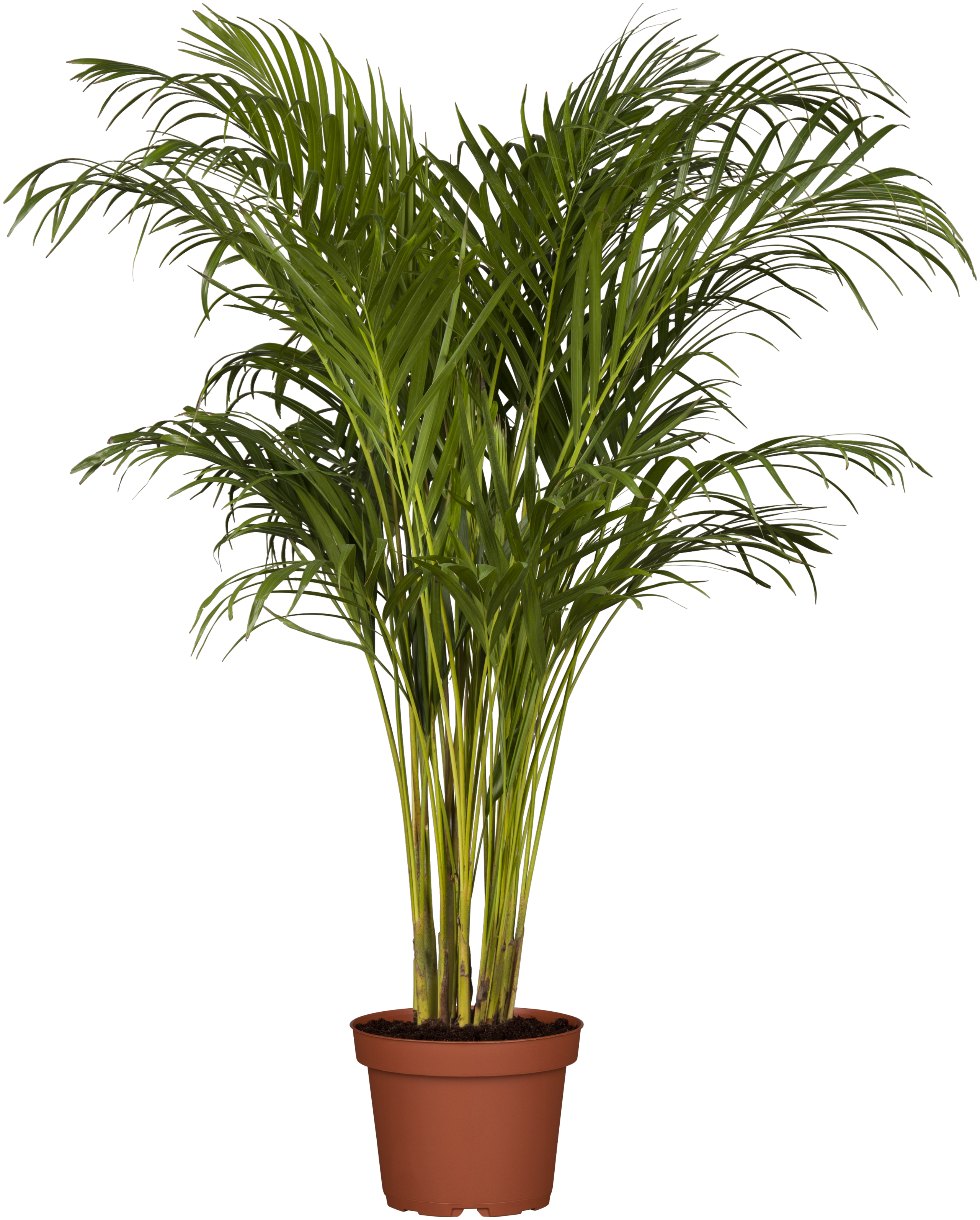 Healthy Kentia Palm for Indoor Decoration