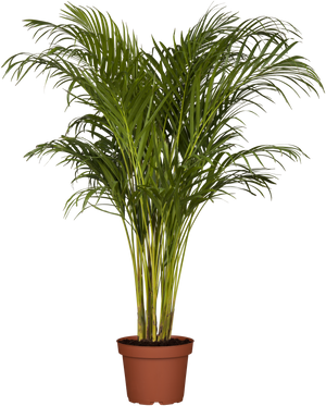 Healthy Kentia Palm for Indoor Decoration