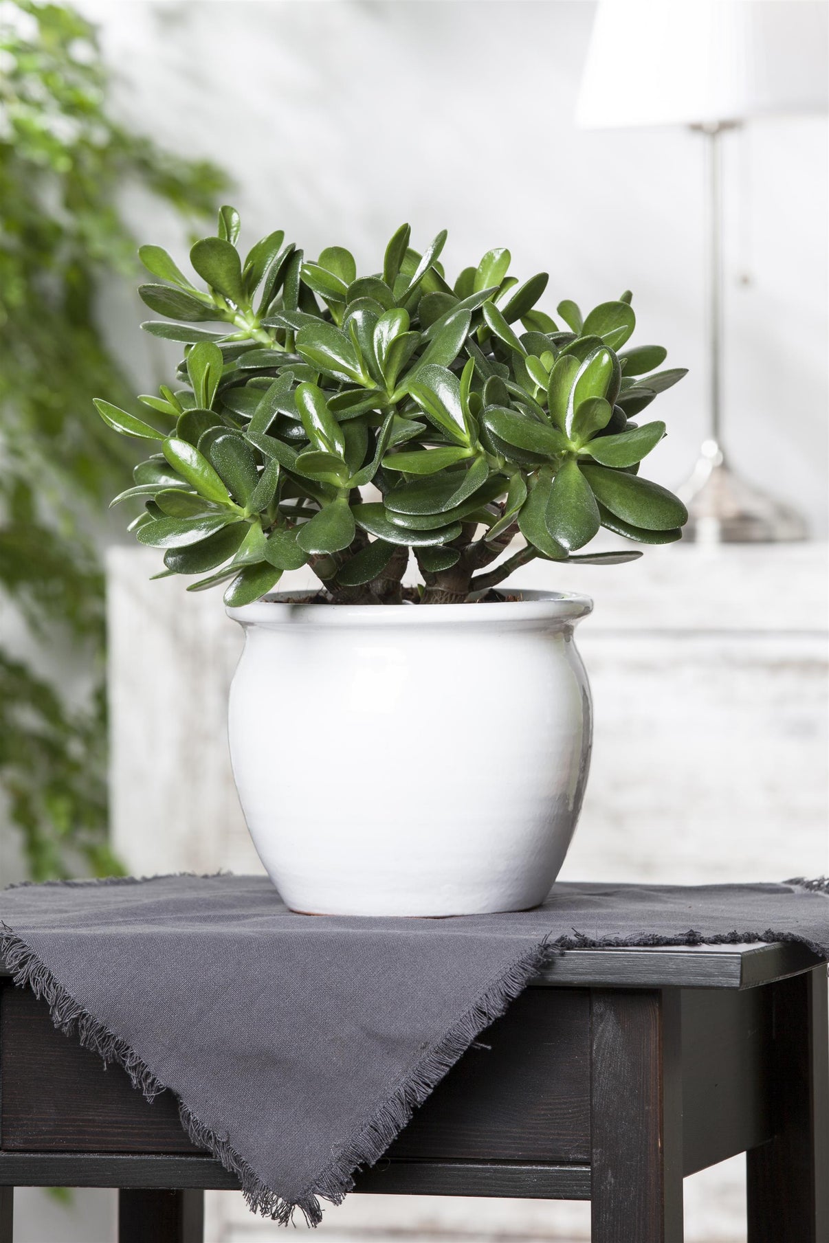 Crassula Ovata (jade Plant) 10.5cm Pot – Acacia Garden Center