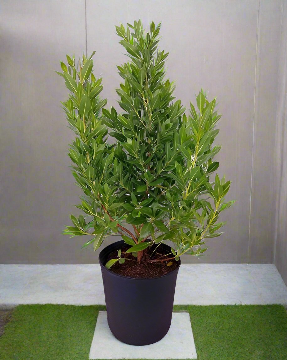 كونوكاربوس المنتصب (Saudi or Damas Tree) نوع 8 ب ، 10 رطل، 1.5-2.0 م