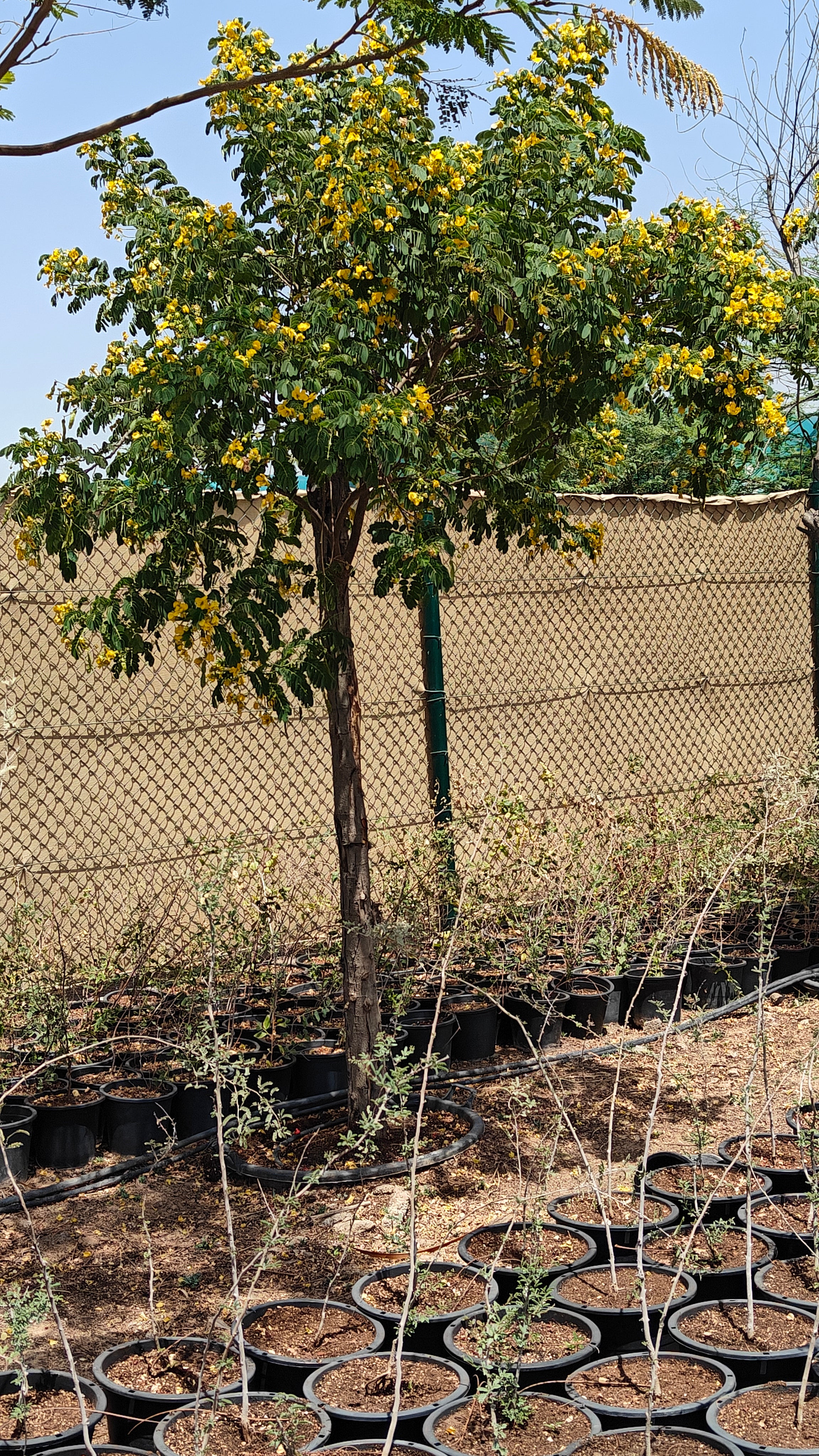 Cassia Surattensis (Senna surattensis) | 2.5 - 3.0 m