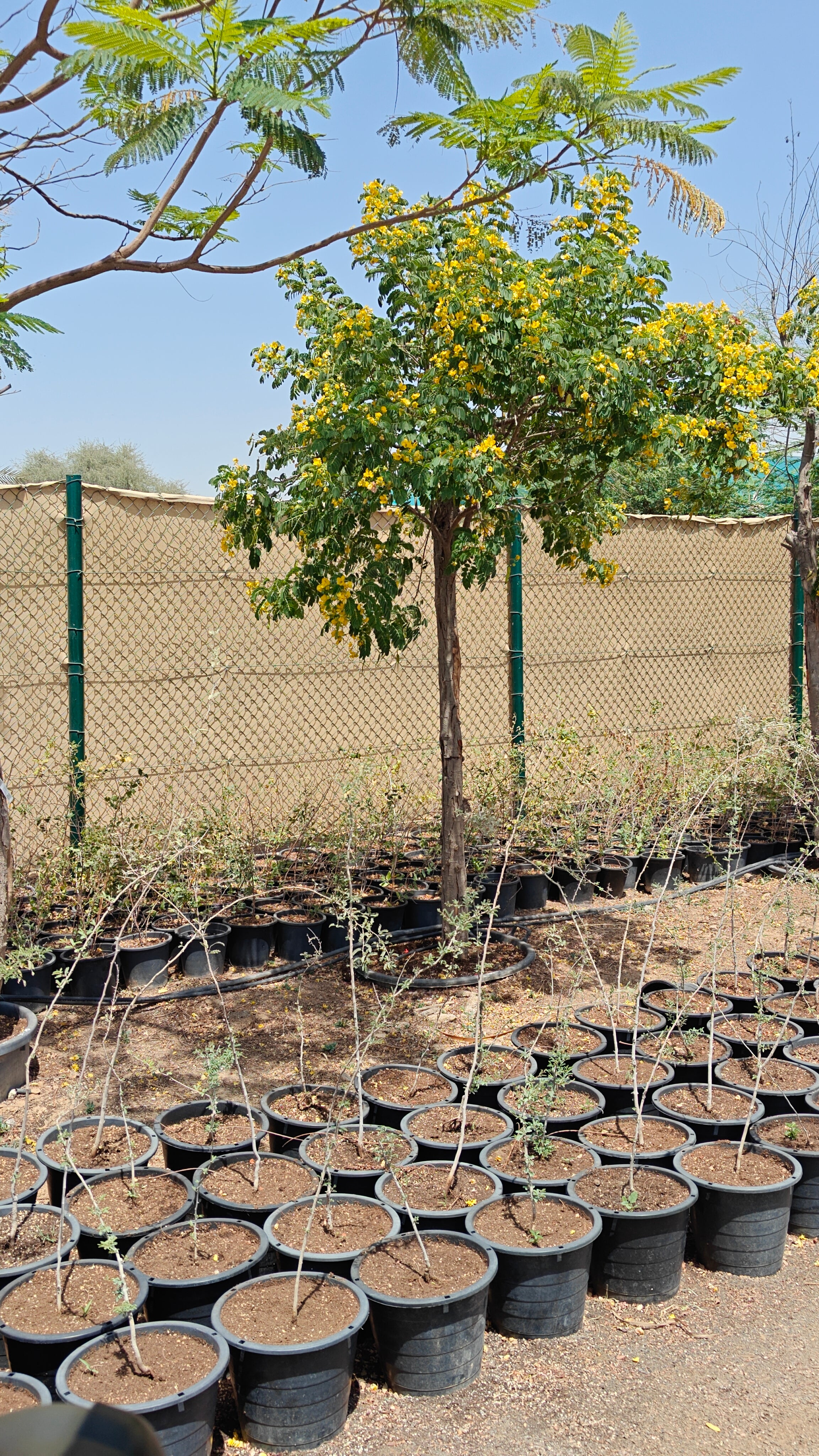 Cassia Surattensis (Senna surattensis) | 2.5 - 3.0 m