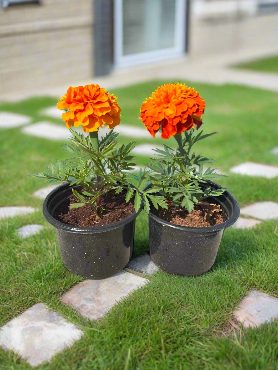 Ground Cover Marigold (Tagetes Erecta), 0.5LP