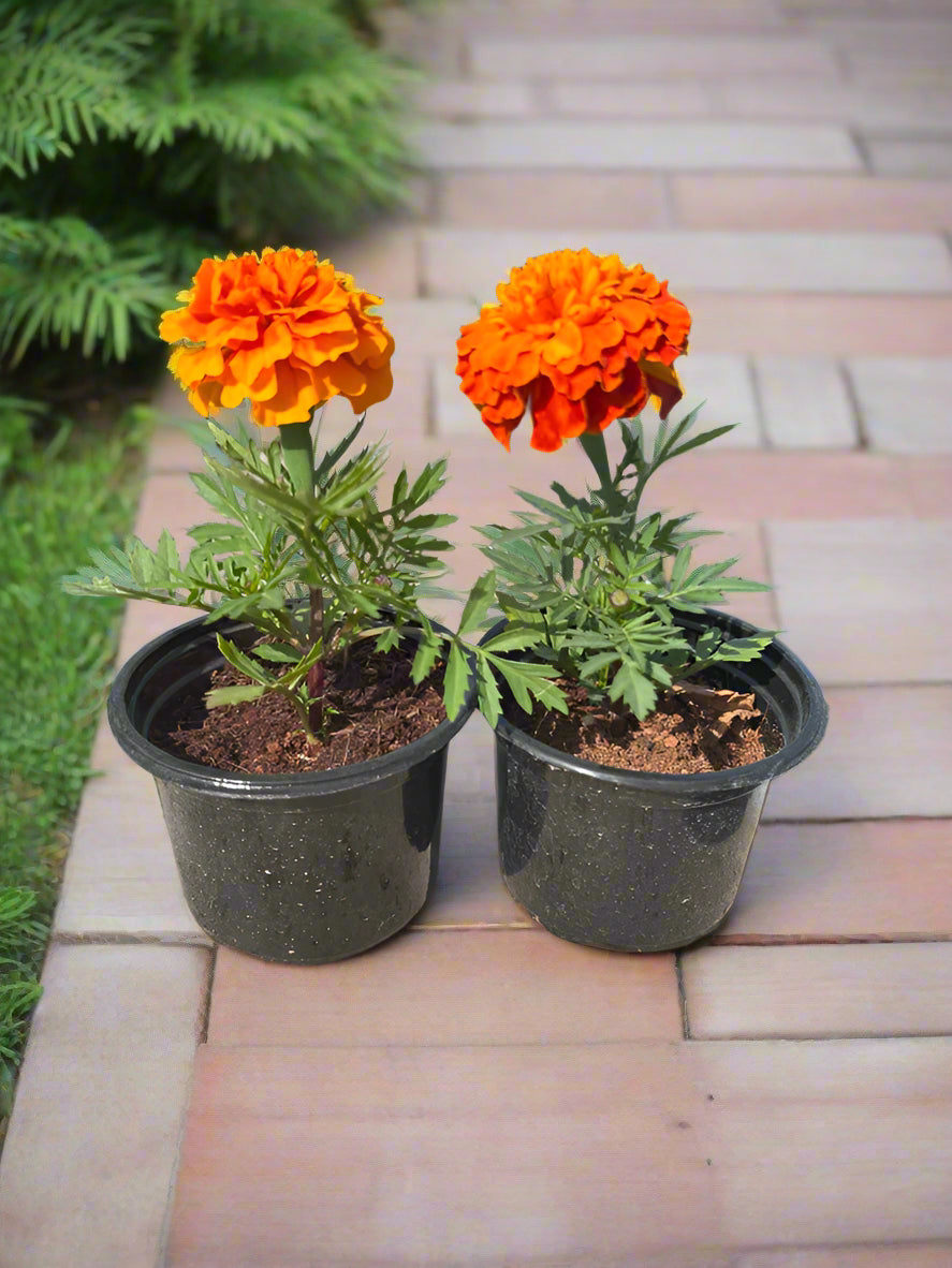 Ground Cover Marigold (Tagetes Erecta), 0.5LP