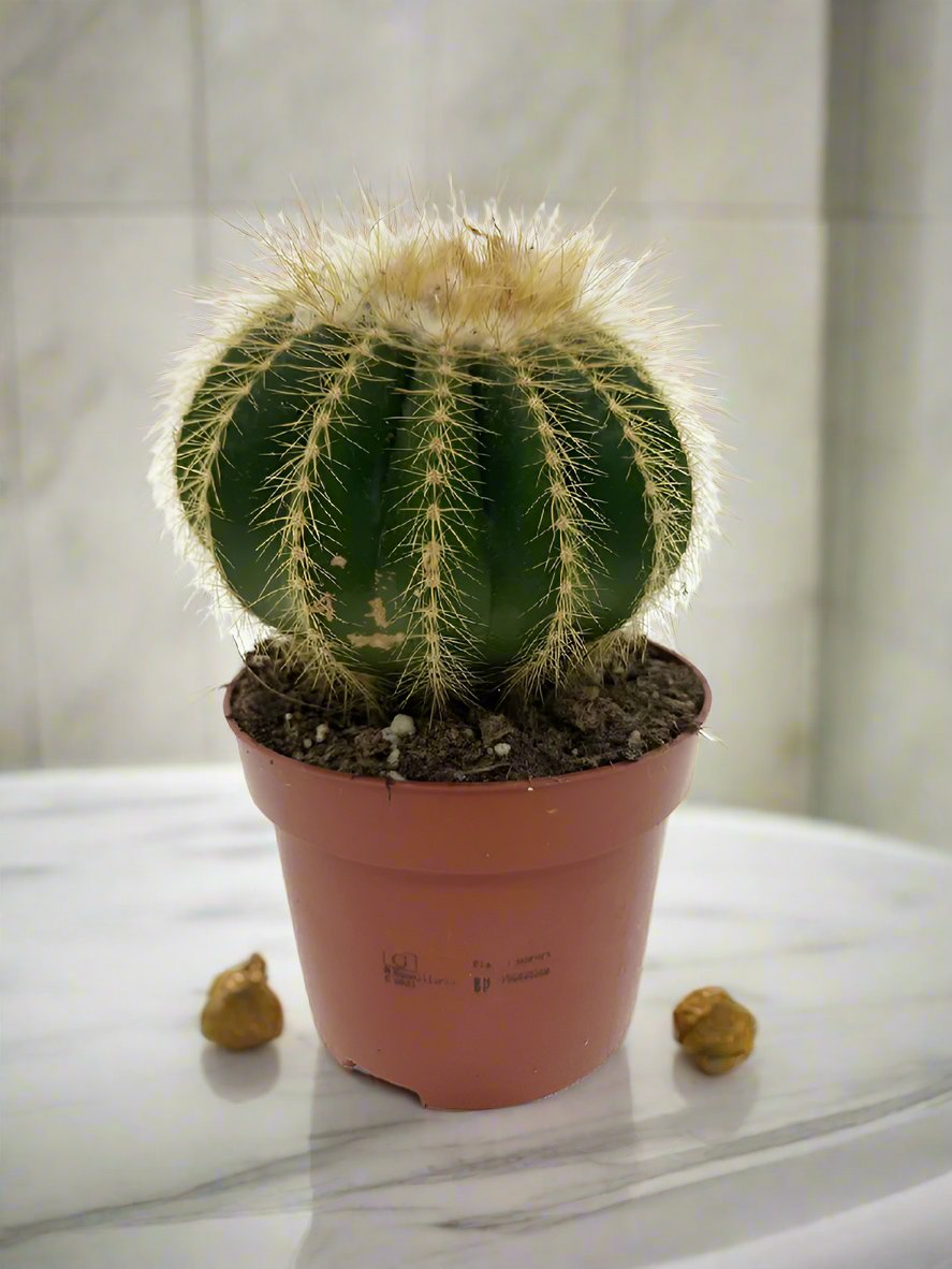 Succulent Echinocactus Grusonii, 1.5LP, 20-30CM