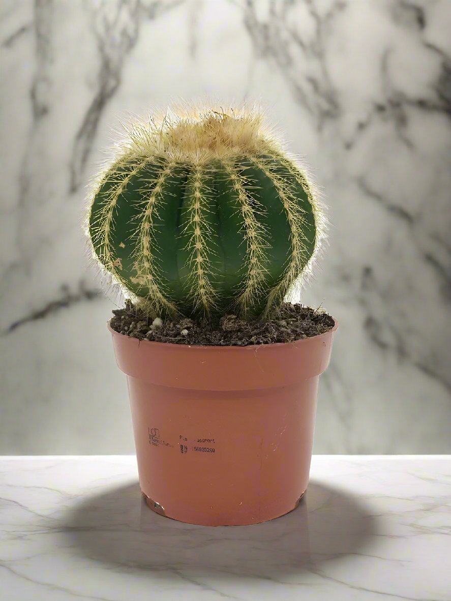 Succulent Echinocactus Grusonii, 1.5LP, 20-30CM