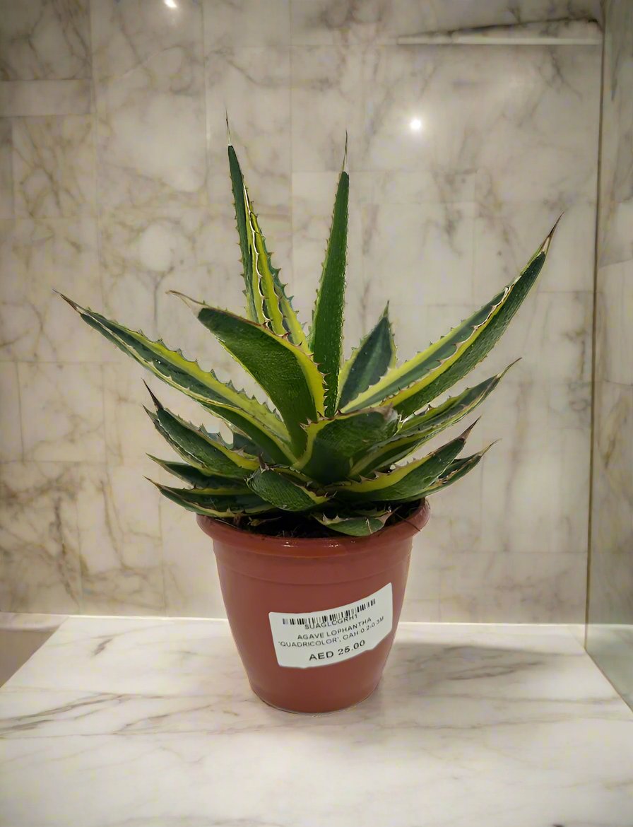 Agave Lophantha 'Quadricolor' OAH, 20 - 30cm