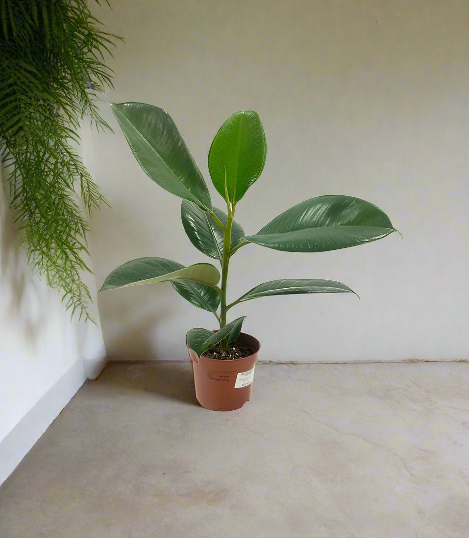 Shrub Ficus Elastica Mix | Rubber Plant, 1.5LP, 30-40cm