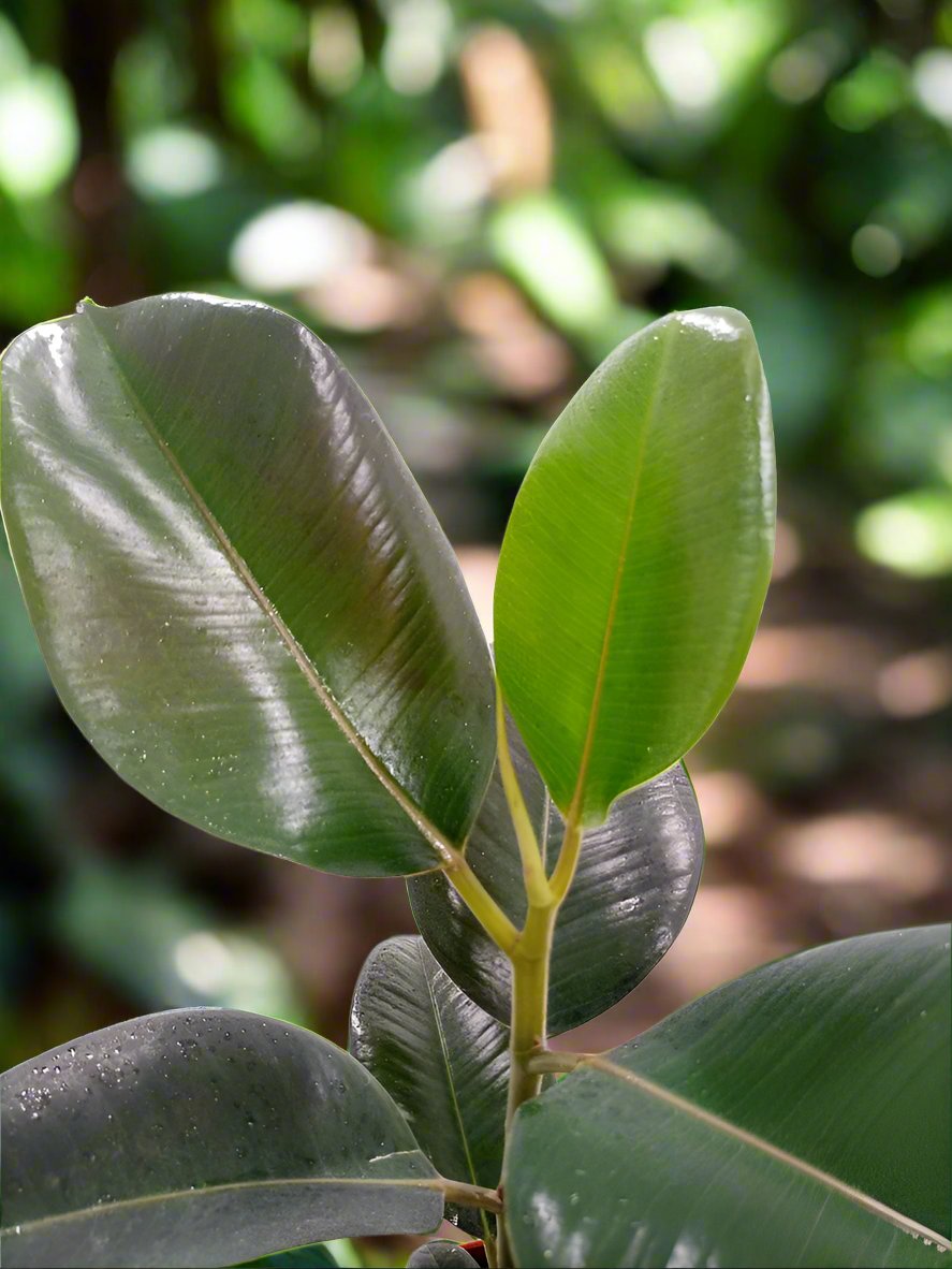 Shrub Ficus Elastica Mix | Rubber Plant, 1.5LP, 30-40cm