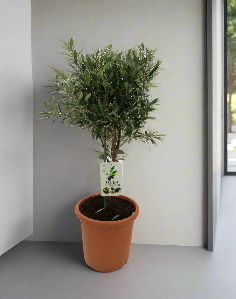 TREE OLEA EUROPAEA TYPE 1H, MINI Standard 1.5LP, 50-60CM