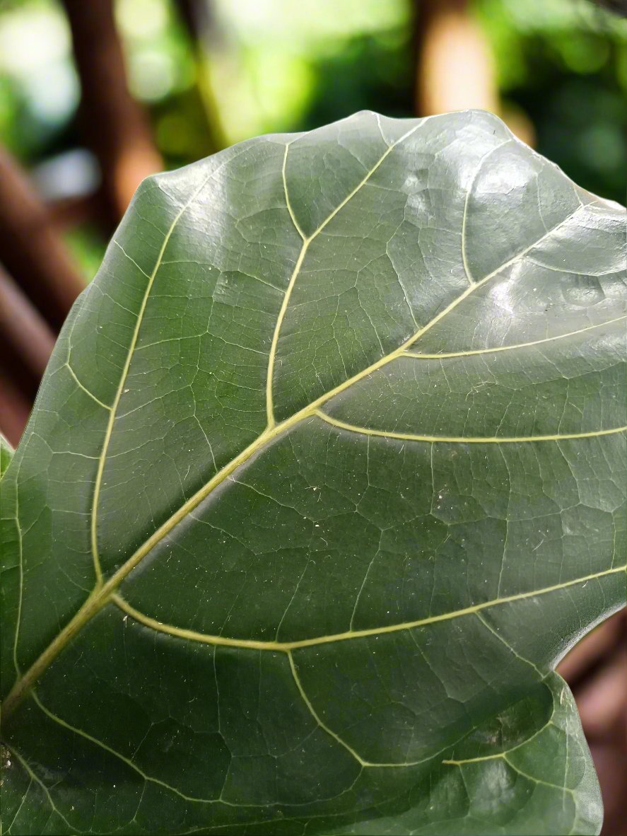 Ficus Lyrata | Fiddle Leaf Fig "Fiddle Tree", 20LP, 1.5M