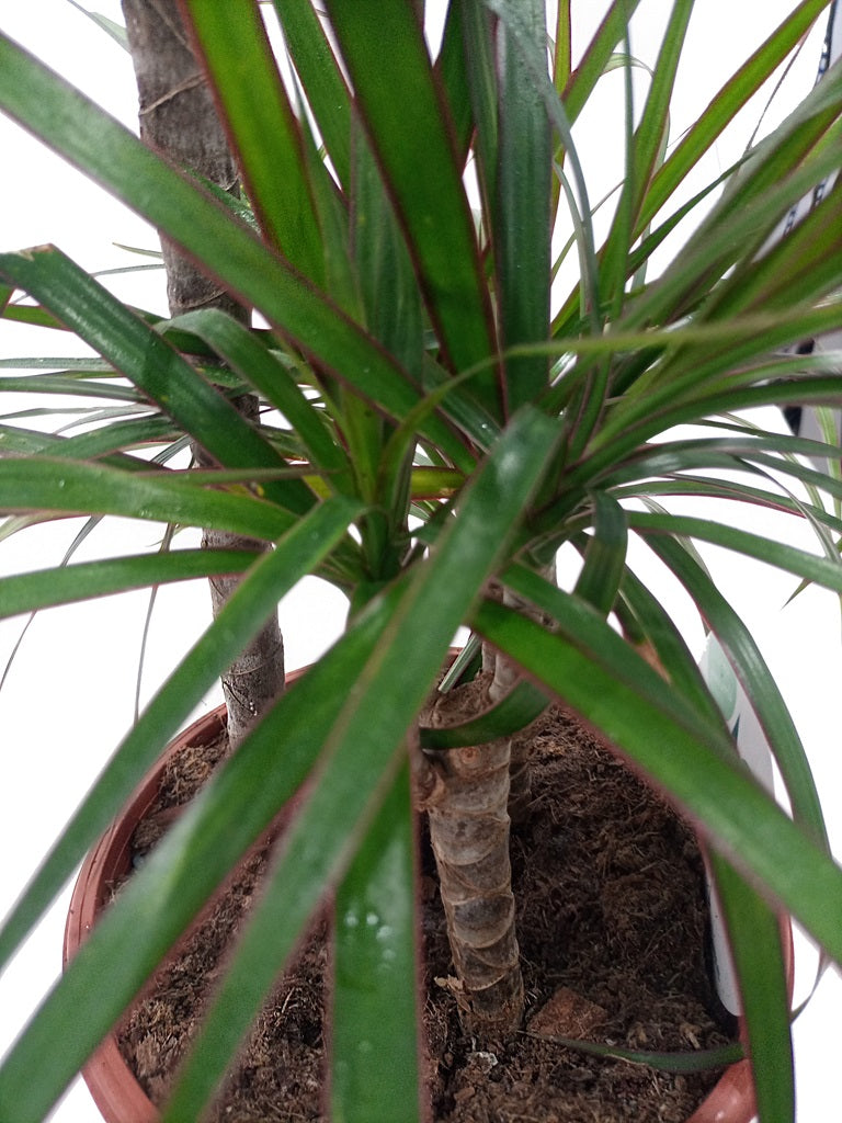 Dracaena Marginata (Dragon Tree) P21, 1.0 - 1.2M