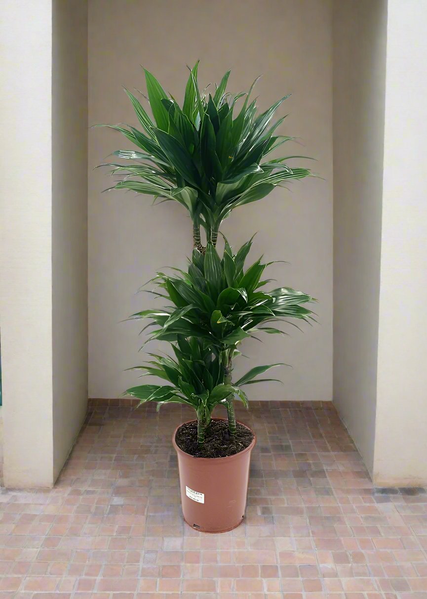 Dracaena Green Jewel (Dracaena Compacta), P24, 1.30 - 1.50M