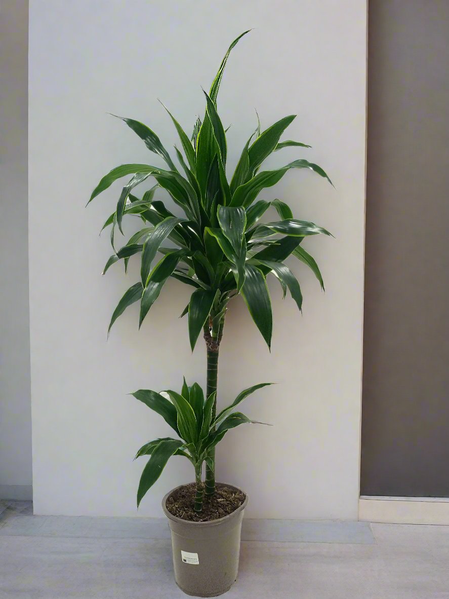 Dracaena Fragrance Deremensis (Warneckei), P21, 1.0 - 1.2M