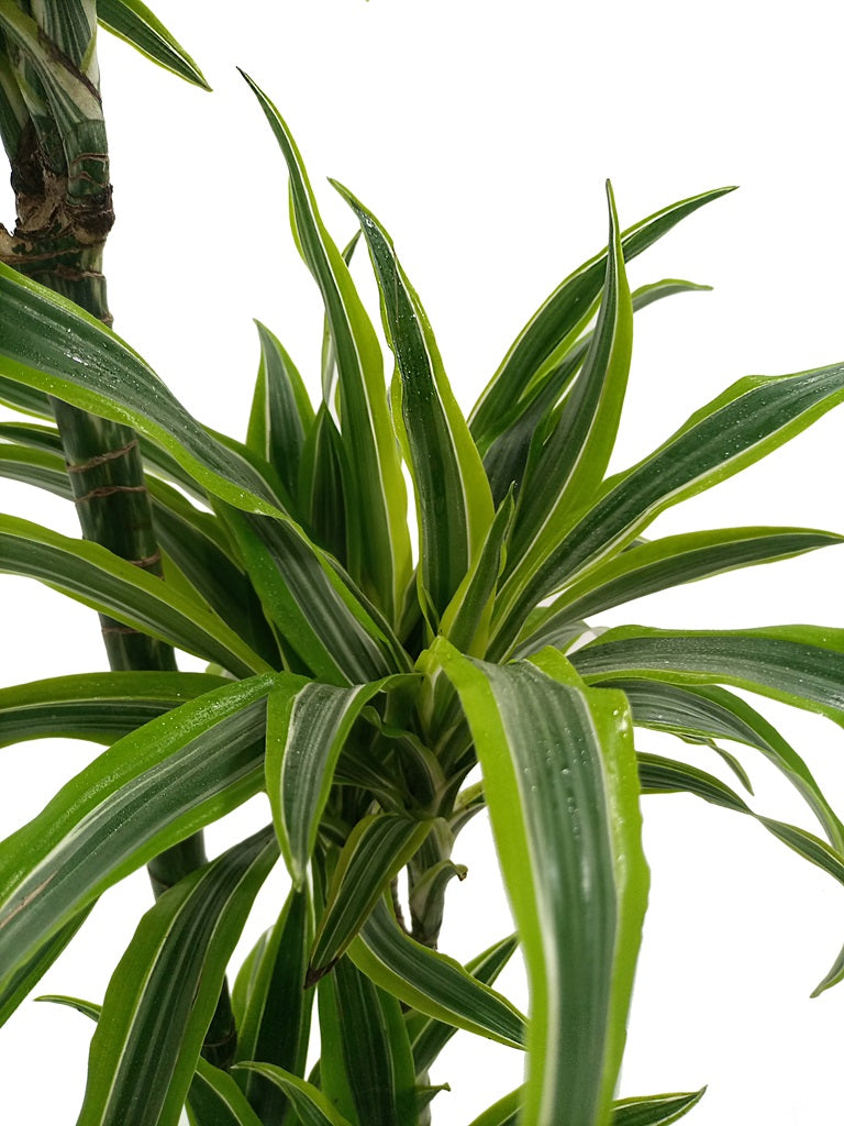 Dracaena Deremensis (Lemon Lime), P21, 1.0 - 1.2M