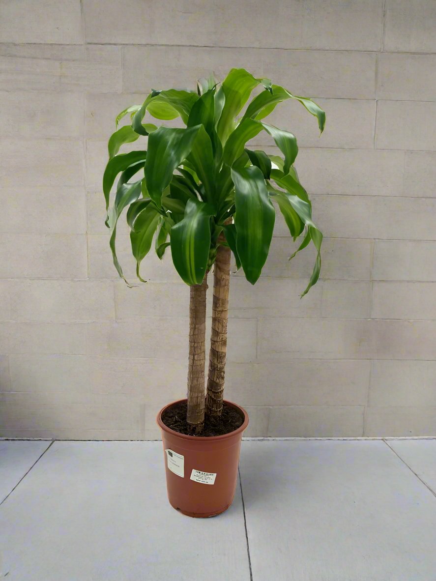 Dracaena Massangeana Type A, 2PP, 10L, 40 - 60CM