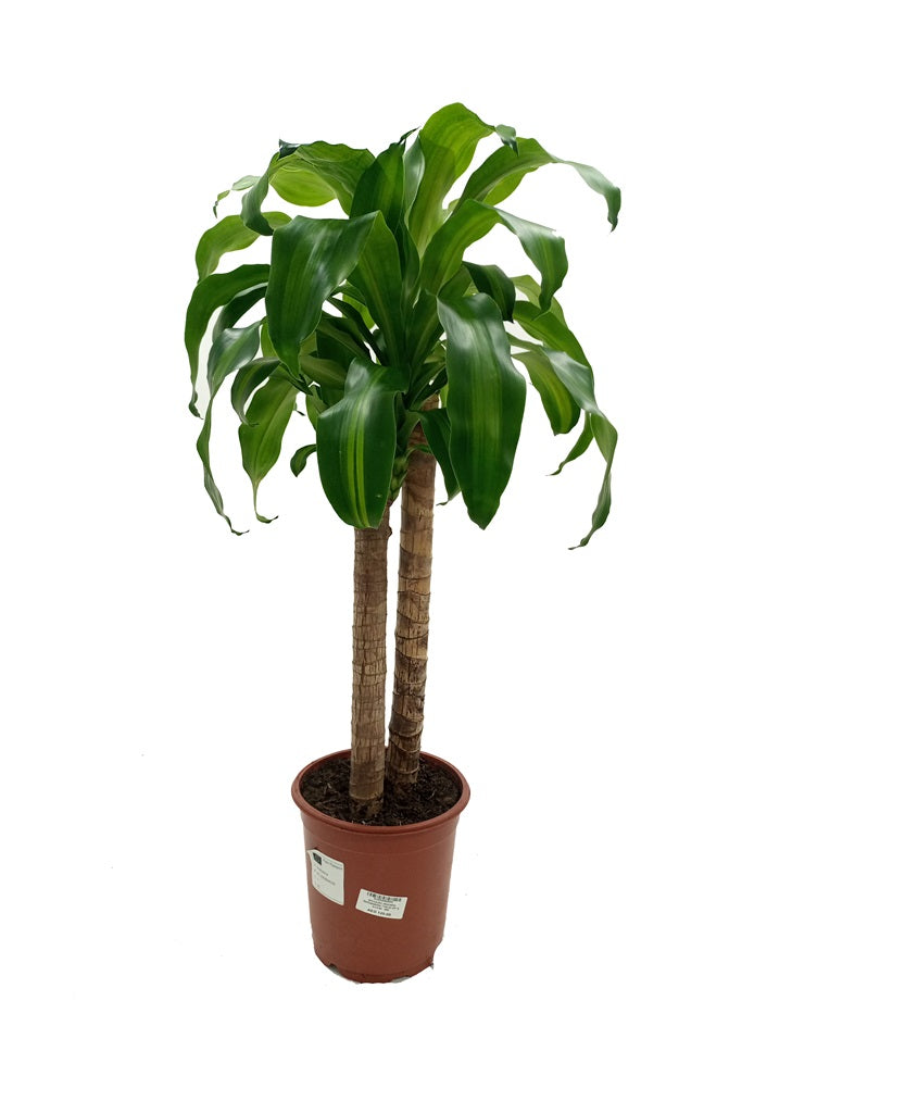 Dracaena Massangeana Type H3, 2PP, 5L, 40 - 60CM