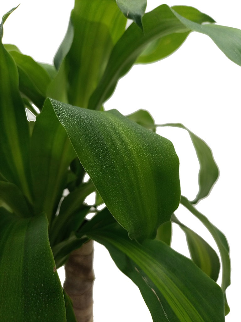 Dracaena Massangeana Type A, 2PP, 10L, 40 - 60CM