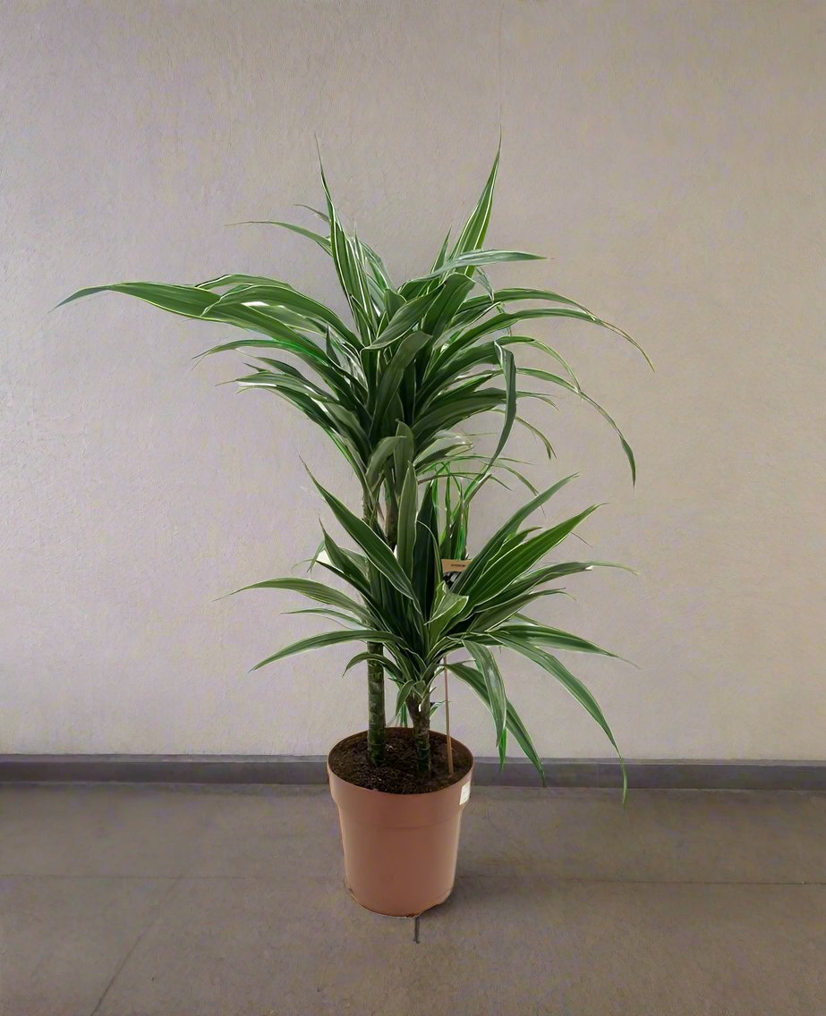 Dracaena Fragrance Deremensis (Warneckei), P24, 1.4 - 1.5M