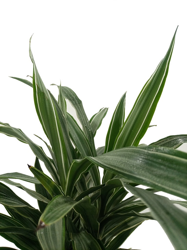 Dracaena Fragrance Deremensis (Warneckei), P24, 1.4 - 1.5M