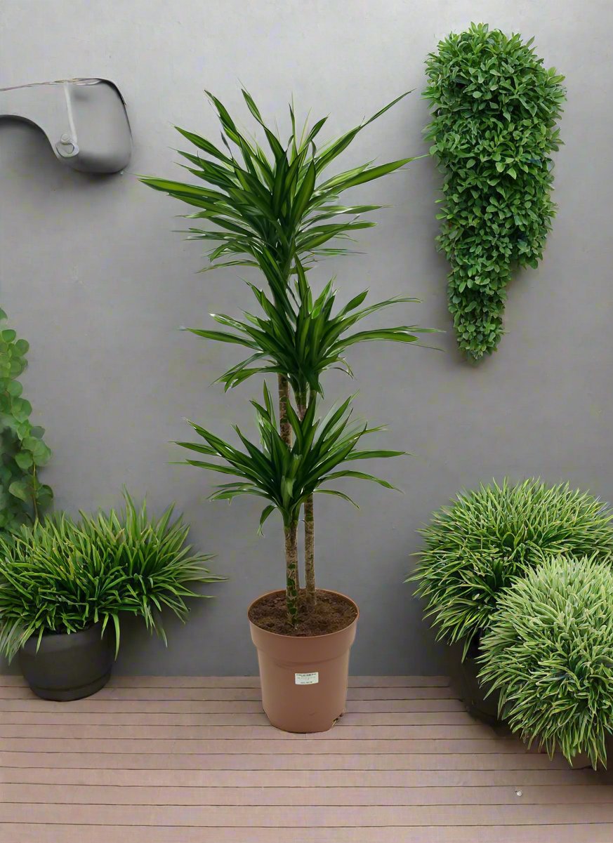 Dracaena Fragrance Riki, 3PP, P24, 1.0 - 1.2M