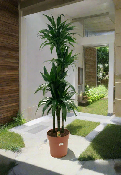 Dracaena Rikki (Dracaena fragrans) | Floor Plant, 1.0–1.2 m