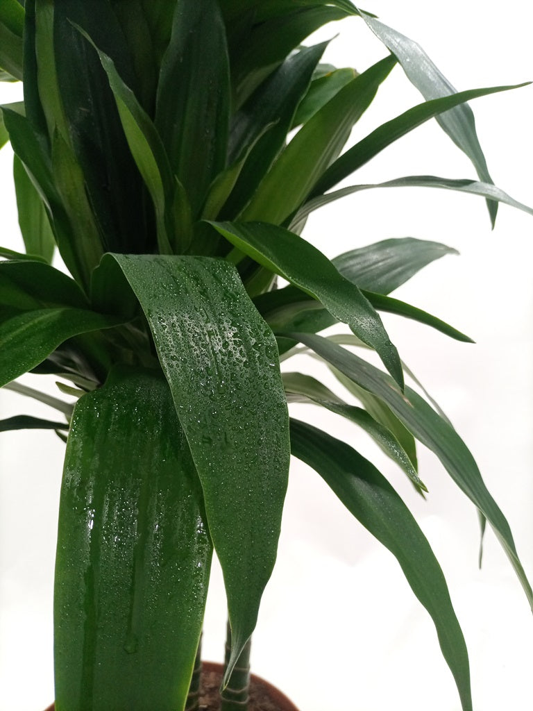 Dracaena Fragrance Janet Craig, 3PP, 21L, 1.20M