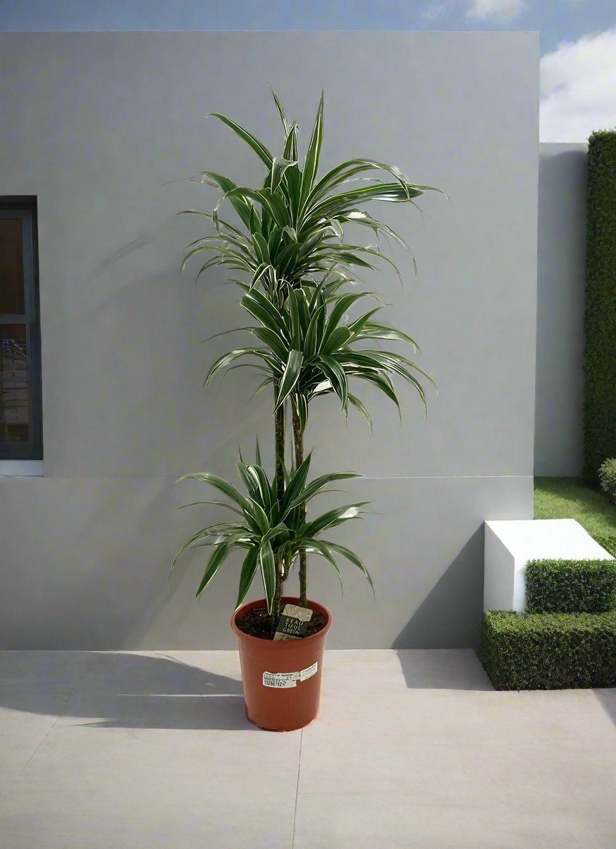 Dracaena Warneckei, P24, 1.4 - 1.5M