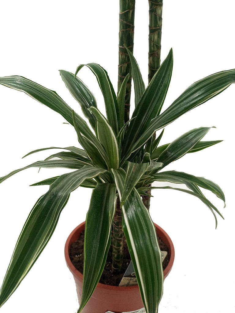 Dracaena Warneckei, P24, 1.4 - 1.5M