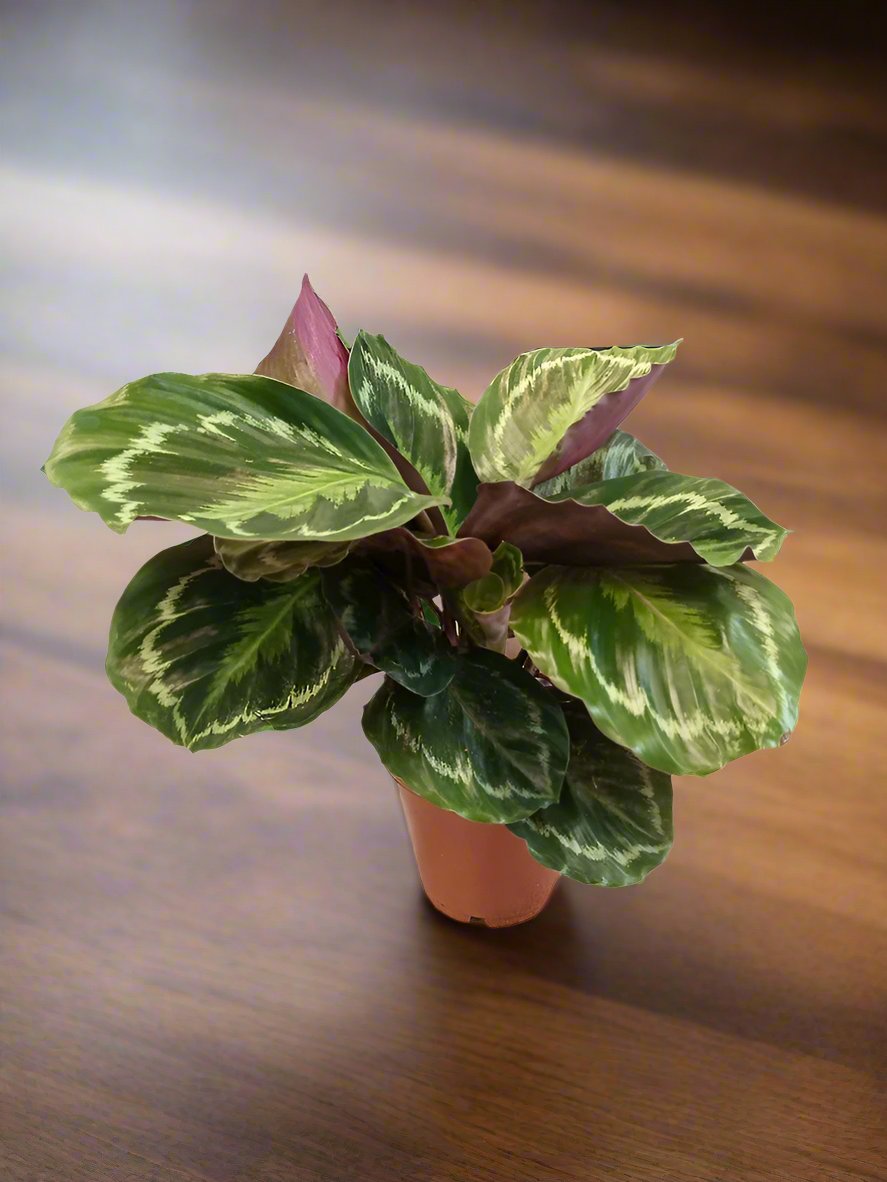 Shrub Calathea Ornata (Zebrina), Type B, 5L, 50-70CM