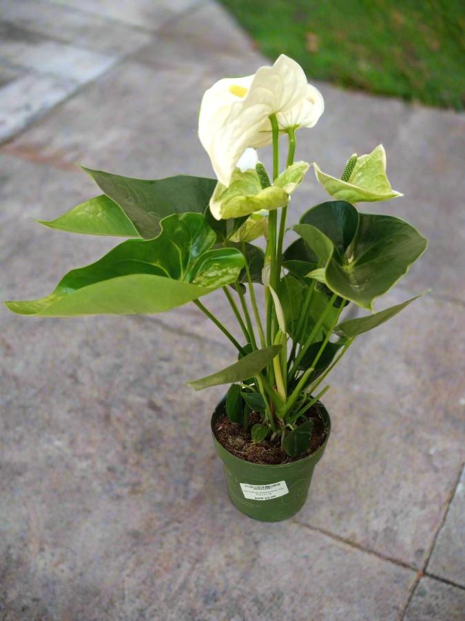 Anthurium Andraeanum Joli, P12, 40-50CM