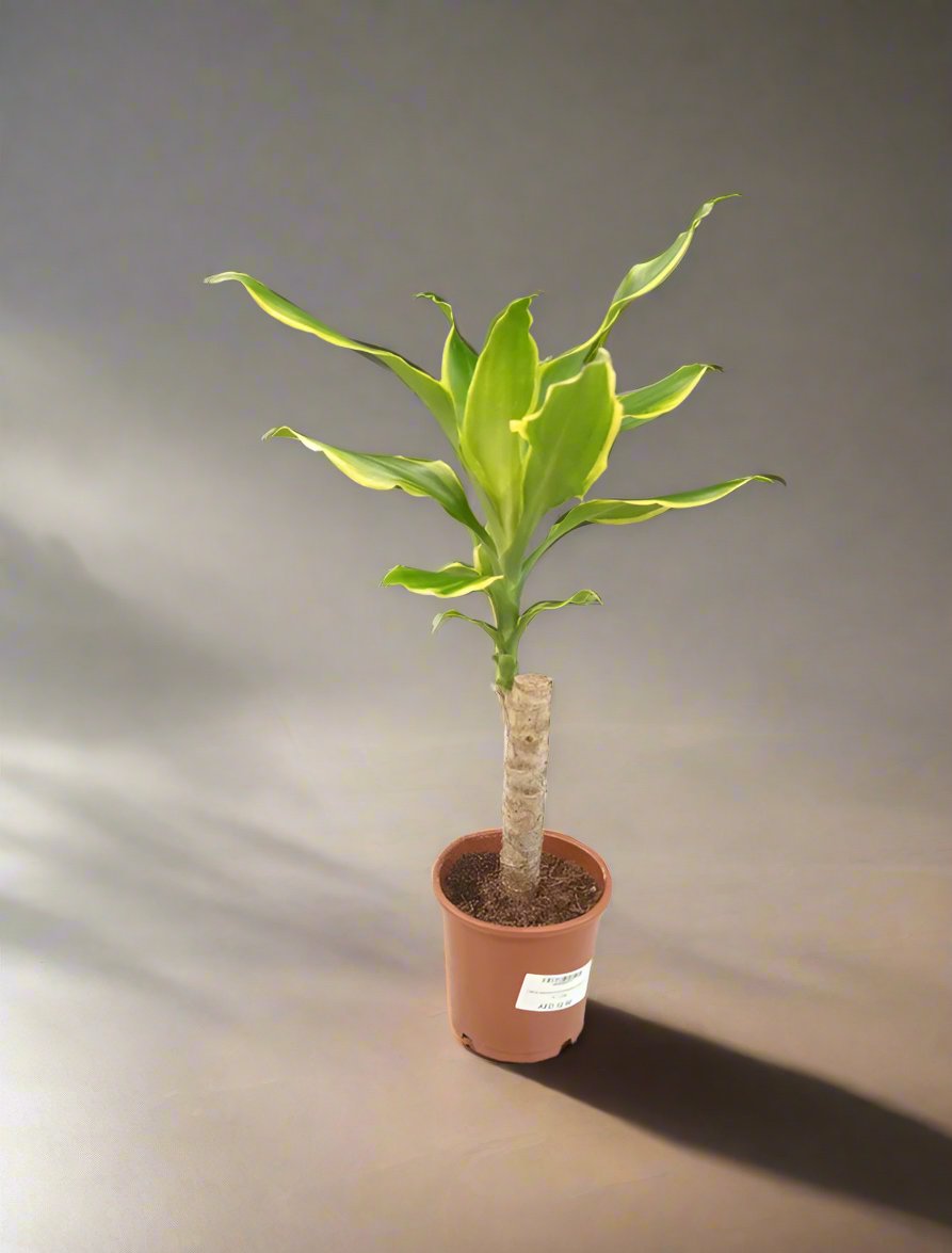 Dracaena Fragrans Steudneri Type 1, 1L