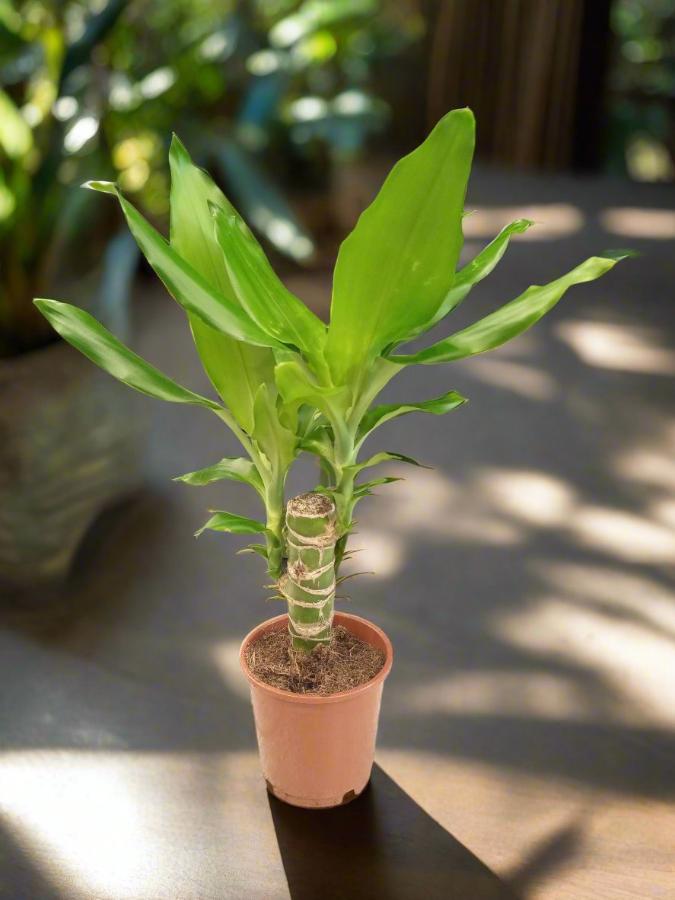 Dracaena Fragrans Steudneri Type 1, 1L