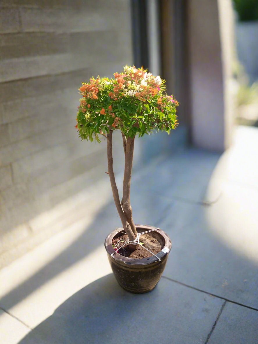 Shrub Bougainvillea Glabra Mix Color, Grafted One Head Ceramic