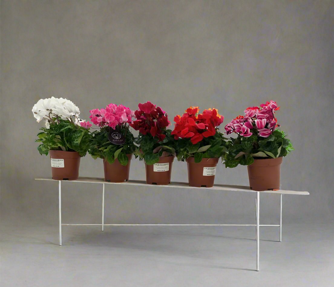 Cyclamen Green FL, (Indoor Cyclamen), P13, 20-30CM