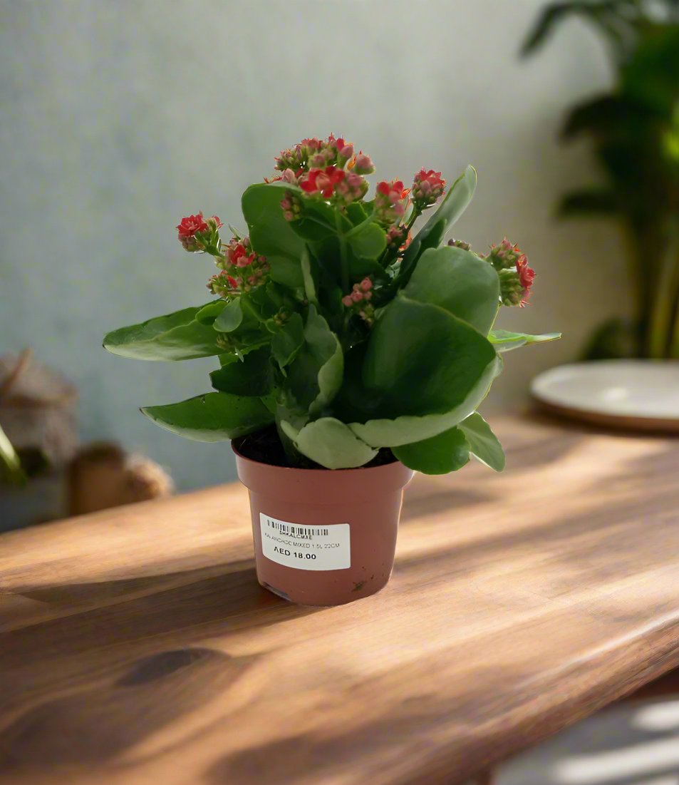 Indoor Kalanchoe FL. Gev. Mixed, Type 1F, 0.5L, 20-25CM