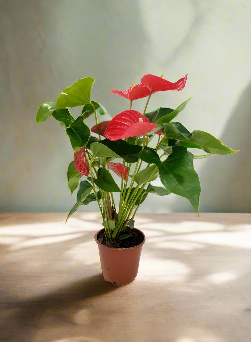 Anthurium Andraeanum Joli, P12, 40-50CM