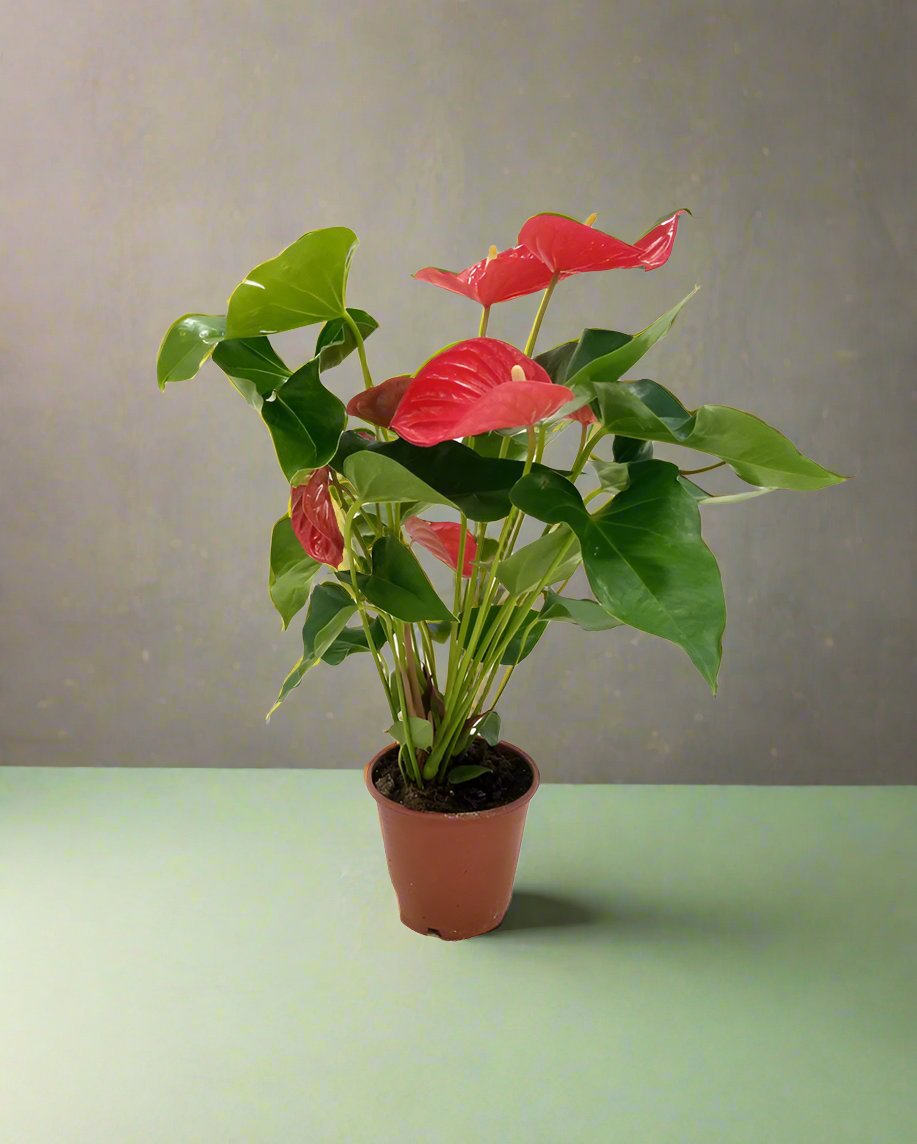 Anthurium Andraeanum Joli, P12, 40-50CM