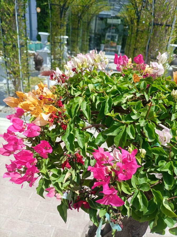 Shrub Bougainvillea Glabra Mix Color, Grafted One Head Ceramic